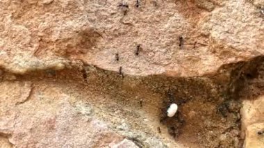 Siyah büyük karıncalar bir kayanın üzerinde sürünüyor, yaklaş.