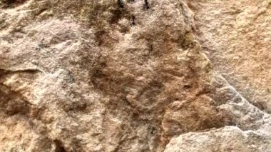 Siyah büyük karıncalar bir kayanın üzerinde sürünüyor, yaklaş.