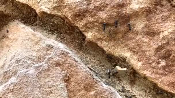 Schwarze Große Ameisen Kriechen Auf Einem Stein Aus Nächster Nähe — Stockvideo