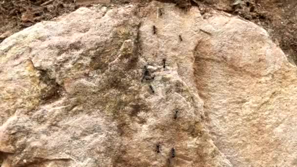 Schwarze Große Ameisen Kriechen Auf Einem Stein Aus Nächster Nähe — Stockvideo