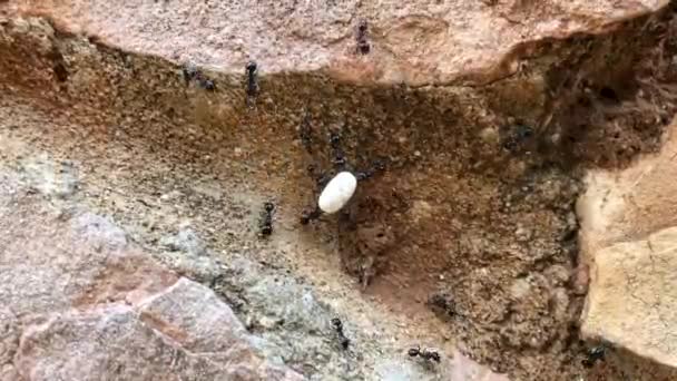 Black Big Ants Crawling Stone Close — Stock Video