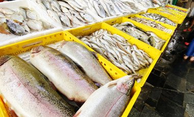 Balık pazarı. Çeşitli donmuş ve taze balık türleri.