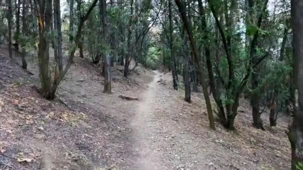 Uma trilha que conduz através da floresta — Vídeo de Stock