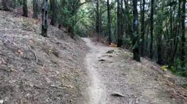  Ormandan geçen bir patika.