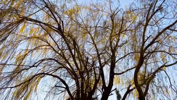 Svetitskhoveli Katedrali. Söğüt ağacı — Stok video