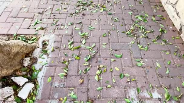 Тротуар Украшен Брусчаткой Рассеянные Зелеными Листьями — стоковое видео