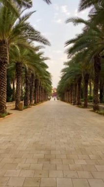 Şehir parkında palmiye ağaçları