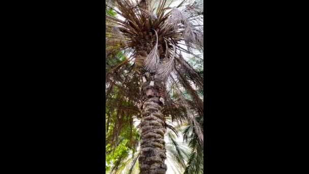 Şehrin Sokaklarında Palmiye Ağaçları — Stok video