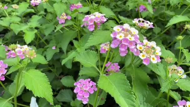 Belles Fleurs Violettes Dans Les Rues Ville — Video