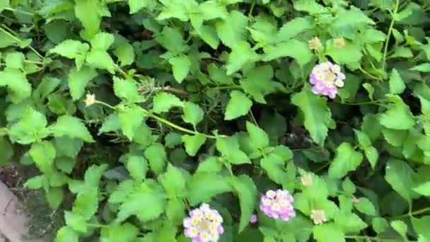 Frumoase flori violet pe străzile orașului — Videoclip de stoc