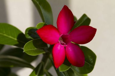 Çiçek adenium obesum çiçek.