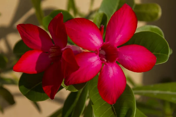 Çiçek adenium obesum çiçek.