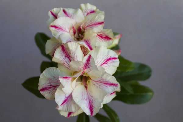 Fioriture di adenio obesum fiore . — Foto Stock