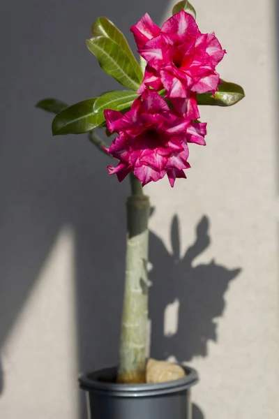Çiçek adenium obesum çiçek.