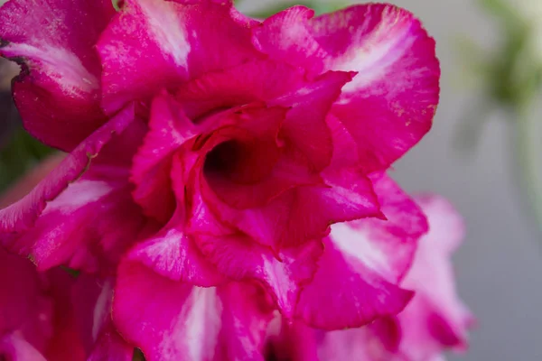 Flor adenium obesum floresce . — Fotografia de Stock