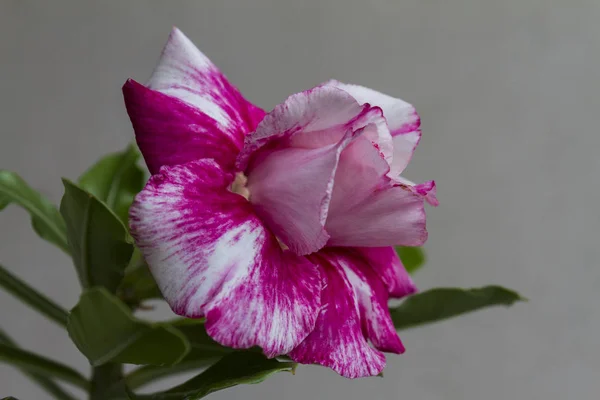 Fioriture di adenio obesum fiore . — Foto Stock