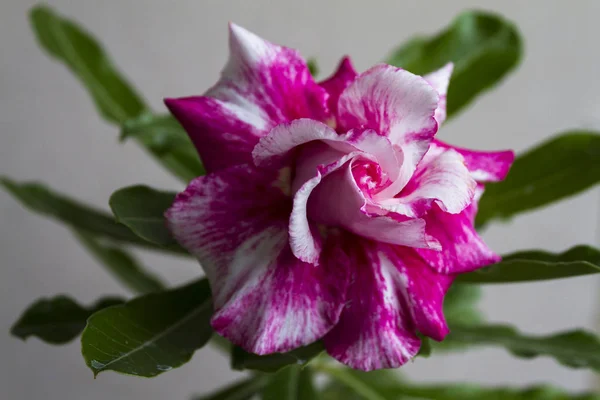 Fioriture di adenio obesum fiore . — Foto Stock