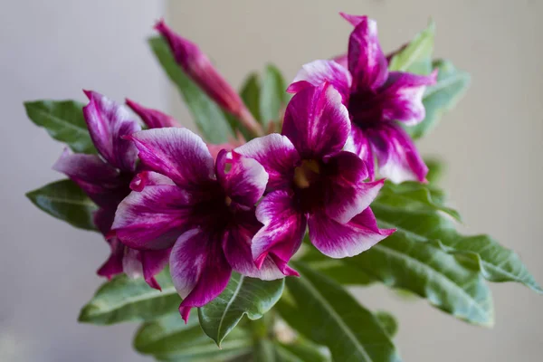 Fioriture di adenio obesum fiore . — Foto Stock