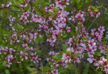 Kiraz ağacının çiçek açması.