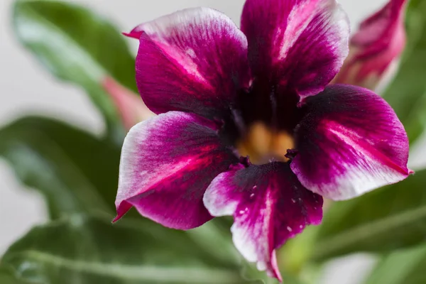 Fioriture di adenio obesum fiore . — Foto Stock