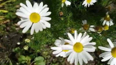 Rüzgar üzerinde bir sonbahar çiçek yatak dalgası üzerinde Camomiles. Yakın çekim.