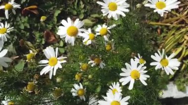 Rüzgar üzerinde bir sonbahar çiçek yatak dalgası üzerinde Camomiles