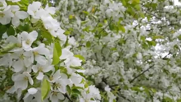 Weiße Blüten Eines Apfelbaums Winken Wind Sommer Sonniger Tag — Stockvideo