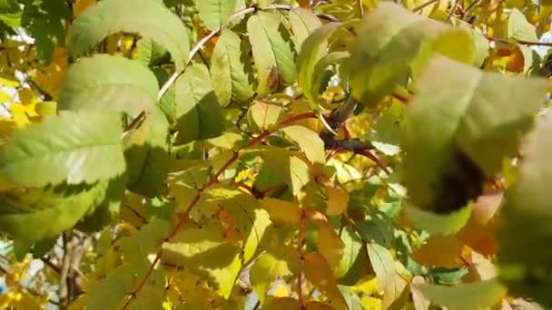Feuilles jaunes d'une vague de cendres de montagne au vent. Chute lumineuse, peintures saturées. Gros plan .