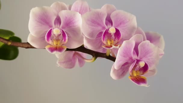 Bezaubernde Blüten einer violetten Orchidee — Stockvideo