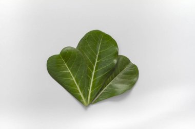 Beyaz arka planda Adeniumleaves düzeni.