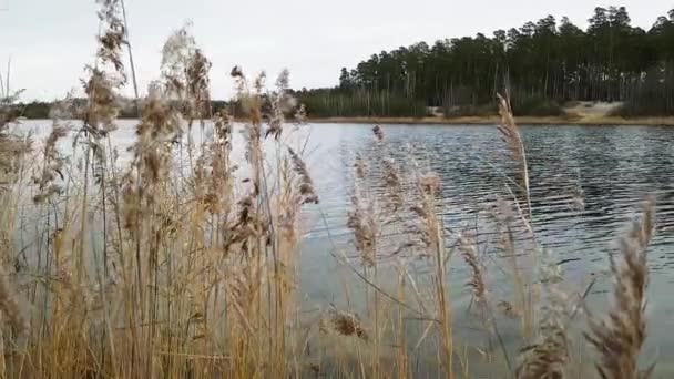 Рід рухається на вітрі на березі озера — стокове відео