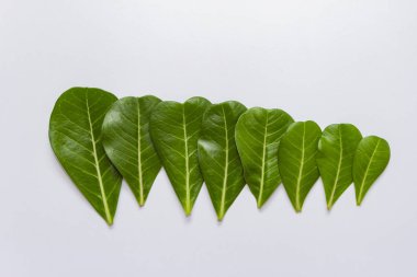 Adenium beyaz arka plan üzerinde düzen bırakır.