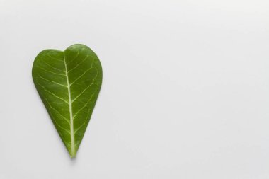 Beyaz arka planda adenyum yaprak düzeni.