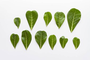 Adenium beyaz arka plan üzerinde düzen bırakır.