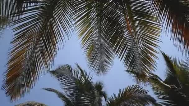 cocotiers Timelapse se déplaçant sur le vent .