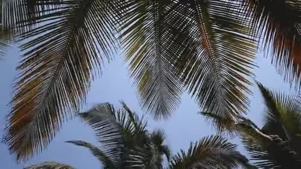 Timelapse kokospalmen bewegen op de wind. — Stockvideo