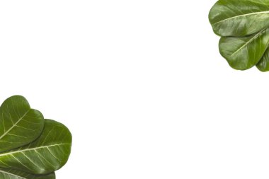 Adenium beyaz arka plan üzerinde düzen bırakır.