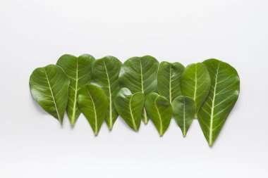 Adenium beyaz arka plan üzerinde düzen bırakır.