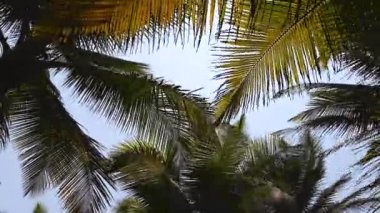 Timelapse Hindistan cevizi Rüzgar hareket yaprakları