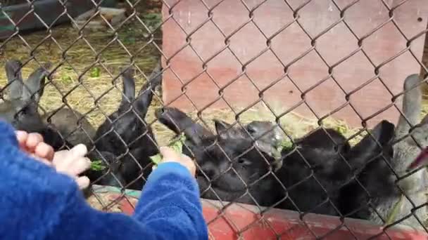 Little boy in blue shirt feeds cute grey and black rabbits in cage green grass — Stock Video