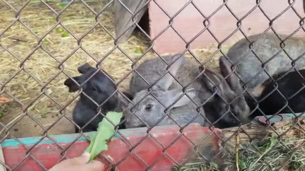 Le manine di bambino nutrono simpatici conigli grigi e neri in gabbia. Coniglietto mangiare erba verde — Video Stock