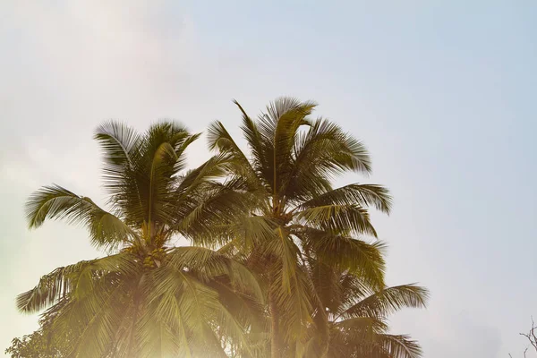 Hindistan cevizi palmiye ağacının alt görünümü, güneş ışığı ile tonda — Stok fotoğraf
