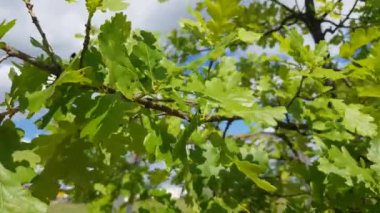 Yeşil parlak genç meşe güneş ışığında yaprakları