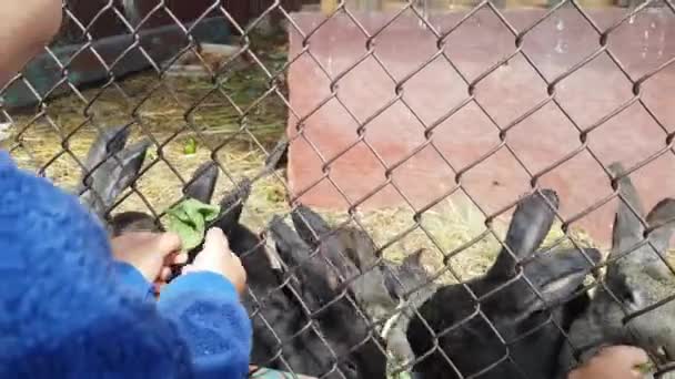 Pequeño niño alimenta lindo gris y negro conejos en jaula verde hierba . — Vídeo de stock