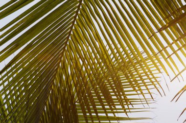 Hindistan cevizi palmiye ağacının alt görünümü yeşil sarı yaprakları