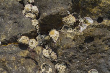 Kıyıda çatlaklar ile Kaya