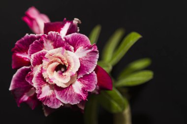Çiçek adenium obesum çiçek.