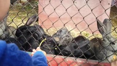 Çocuklar kafes yeşil çim sevimli gri ve siyah tavşan beslemek.