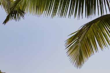 Mavi gökyüzü arka plan üzerinde hindistan cevizi palmiye ağacının alt görünümü yaprakları