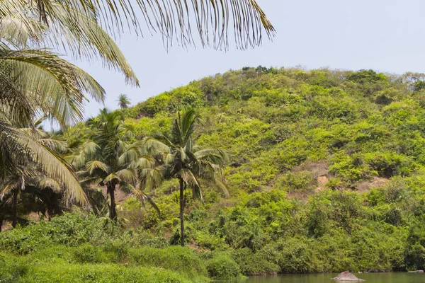 Canto verde pitoresco da natureza, as folhas de uma palmeira suspendem-se sobre o lago — Fotografia de Stock